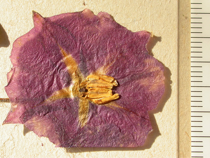 S. phureja  Syntyp 1810 corolla